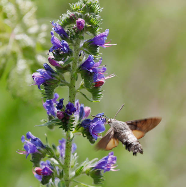 polilla del halcón colibrí (macroglossum stellatarum) - moth black flying animal tongue fotografías e imágenes de stock