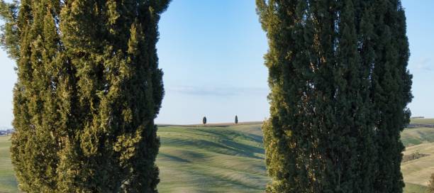 These cypresses are located  over a hill near San Quirico d'Orcia (Italy, Tuscany)