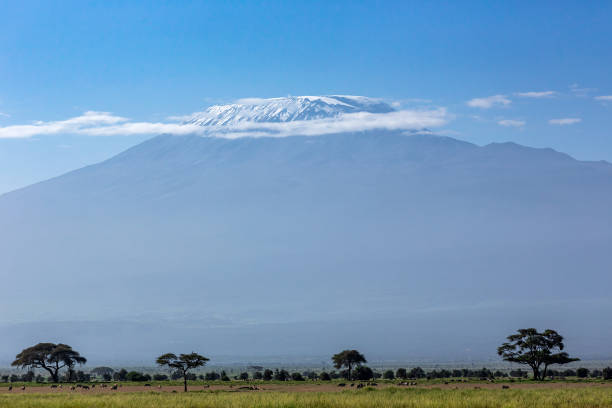 istock Antelopes, Acacia Trees and Kilimanjaro Mountain 1376056575