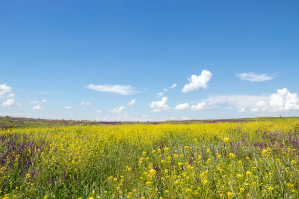 istock Blue sky and rapeseed field. Rural area. Image for nature websites. Selective focus. 1376063548