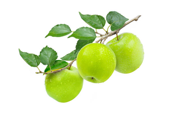 green granny smith apples hang on branch stock photo