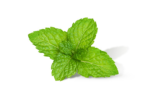 Fresh mint leaf (Spearmint) isolated on white background.