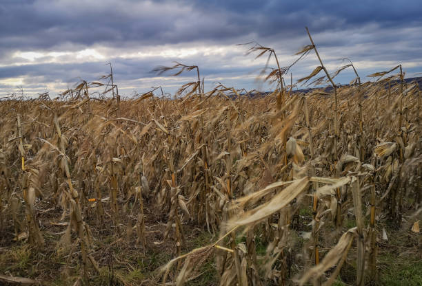 Unharvested corn in a field in the mountains stock photo