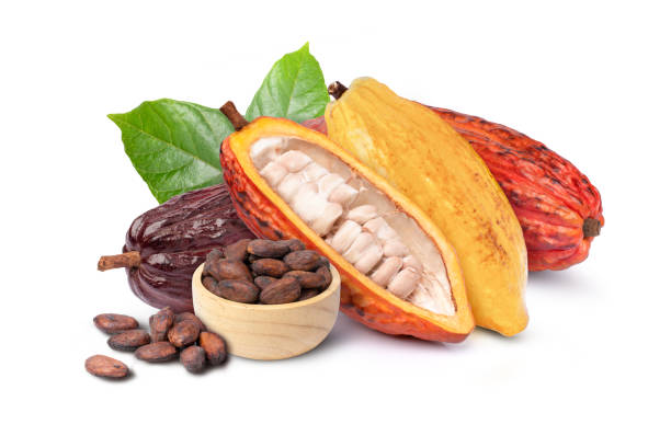 istock cocoa fruit and dry cocoa beans 1376080332
