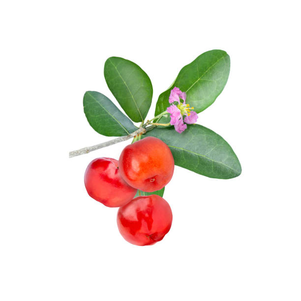 istock Aerola cherry with flower and leaf 1376082480