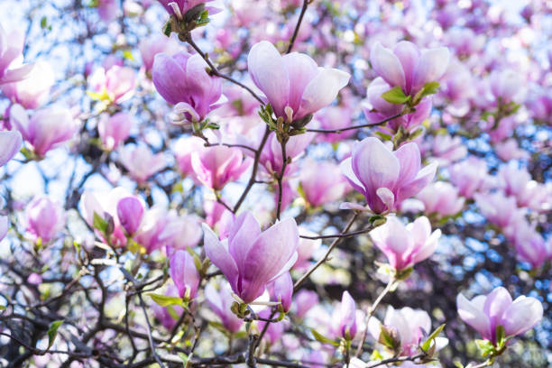 istock pink flowers of blooming magnolia tree in spring. springtime 1376082528