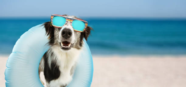 istock Funny dog beach summer going on vacations inside of blue inflatable float pool and wearing sunglasses. 1376091043