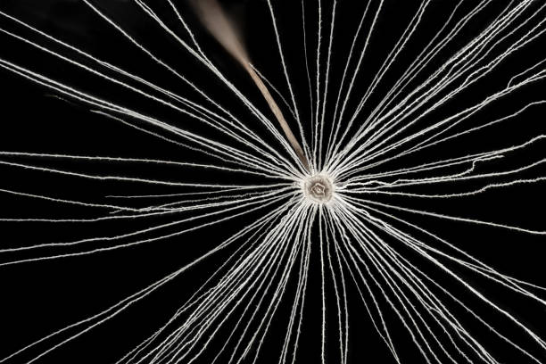 White dandelion - Taraxacum species - head seeds, white pappus fiber with barbs close up on black background. Microscope detail, image width 9mm White dandelion - Taraxacum species - head seeds, white pappus fiber with barbs close up on black background. Microscope detail, image width 9mm pappus stock pictures, royalty-free photos & images