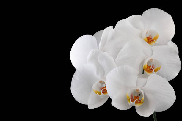 istock Large detailed white orchid flowers on a black background 1376091954