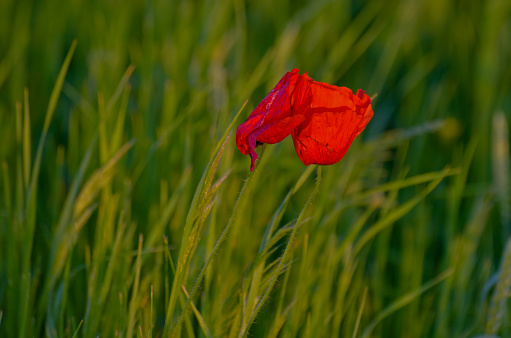 Red field poppies on a sunset background