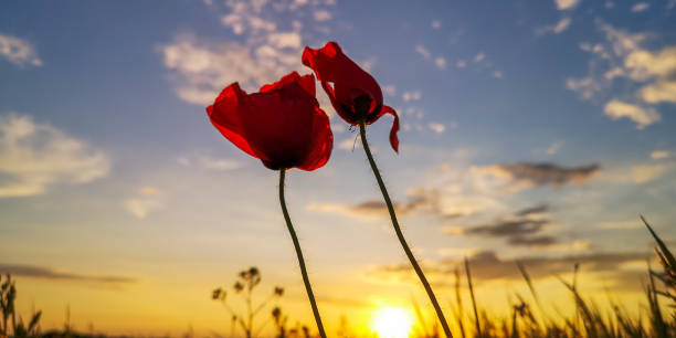 istock Red field poppies on a sunset background 1376092606