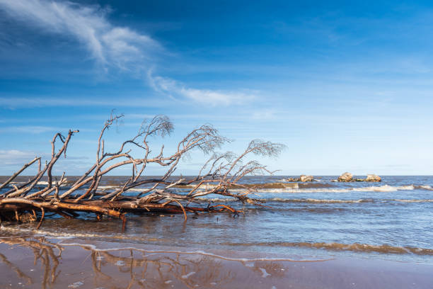 istock Storm broken trees on the Baltic sea coast, Kolka, Latvia. 1376097538