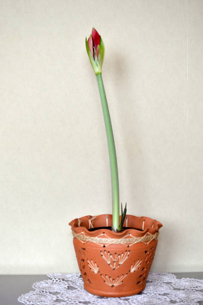 istock amaryllis with bud in the flower pot 1376102586