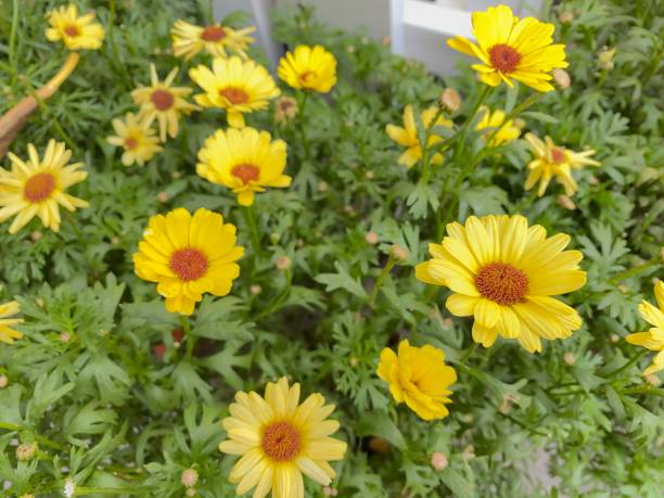 istock Selected focus for yellow sunflower 1376103360