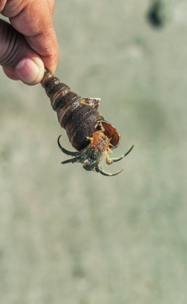 istock Hermit Crab on the beach. Wildlife Beach, Hermit Crab, Animal Shell, Seashell White Beach Macro Sunny Day. 1376104204