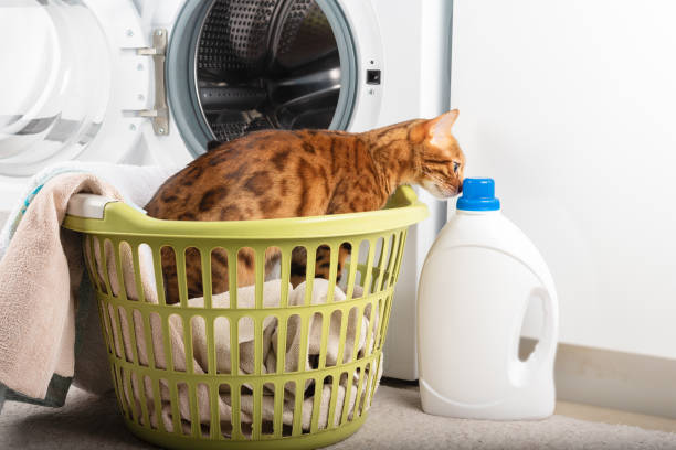 the cat sniffs the laundry detergent while sitting in the laundry basket. - domestic cat towel pets animal imagens e fotografias de stock