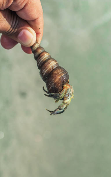 istock Hermit Crab on the beach. Wildlife Beach, Hermit Crab, Animal Shell, Seashell White Beach Macro Sunny Day. 1376104440