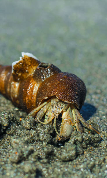 istock Hermit Crab on the beach. Wildlife Beach, Hermit Crab, Animal Shell, Seashell White Beach Macro Sunny Day. 1376104447