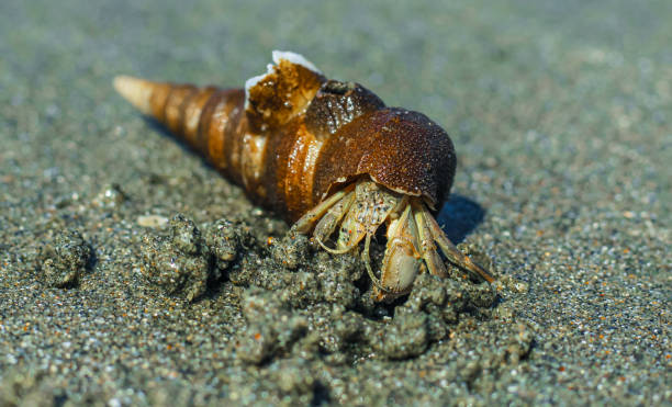 istock Hermit Crab on the beach. Wildlife Beach, Hermit Crab, Animal Shell, Seashell White Beach Macro Sunny Day. 1376104466