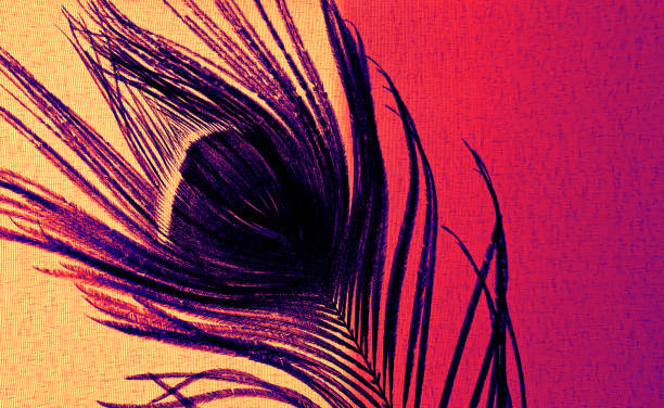Silhouette of peacock feather and  light and shadow sunset on old retro beige fabric texture.  Detail of vintage house . Abstract backdrop boho aesthetics