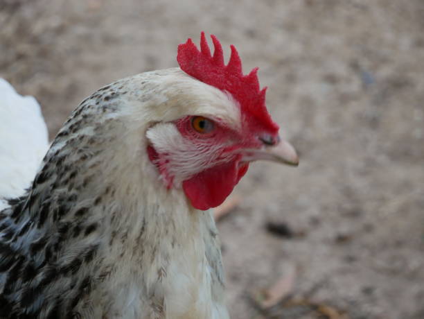 istock Close-up of a white hen's head 1376105494