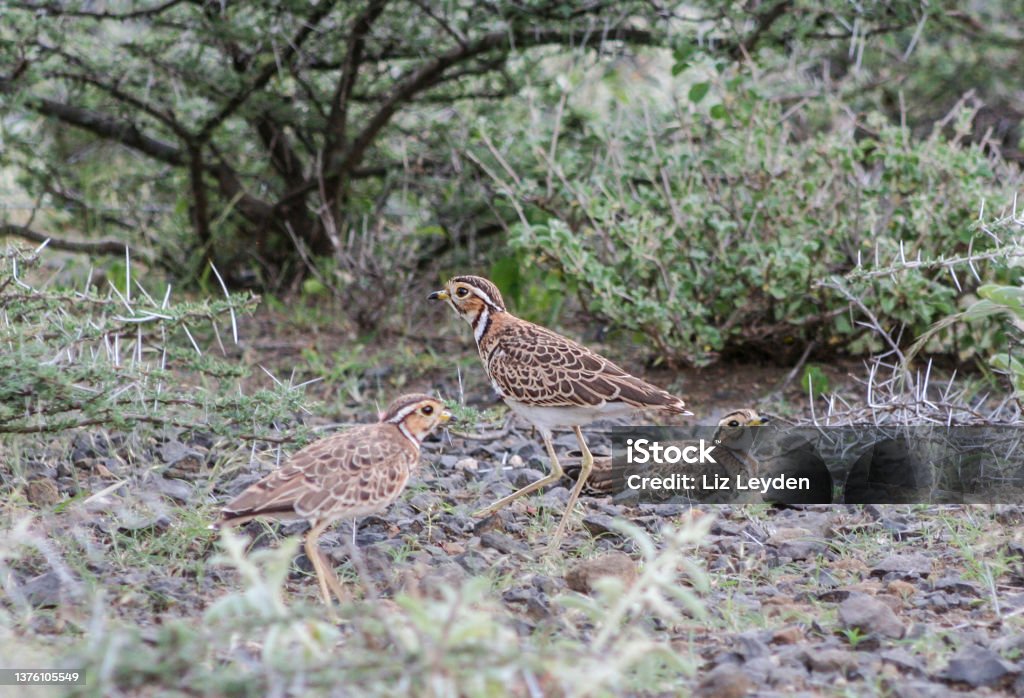 Three Heuglin's Coursers,  Rhinoptilus cinctus, aka Three-banded Courser Heuglin's Courser, Rhinoptilus cinctus, aka Three-banded Courser near Lake Baringo, Kenya, East Africa.Shallow dof, focus is on the standing bird. Africa Stock Photo