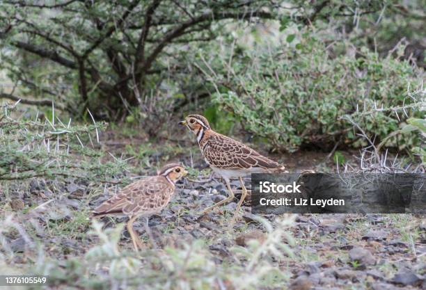 Three Heuglins Coursers Rhinoptilus Cinctus Aka Threebanded Courser Stock Photo - Download Image Now