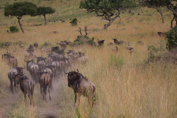 istock Blue Wildebeest, Connochaetes taurinus, herd migrating; Masai Mara, Kenya 1376105555