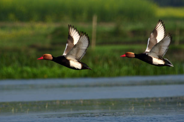 Birds Red crested pochard at purbasthali India netta rufina stock pictures, royalty-free photos & images