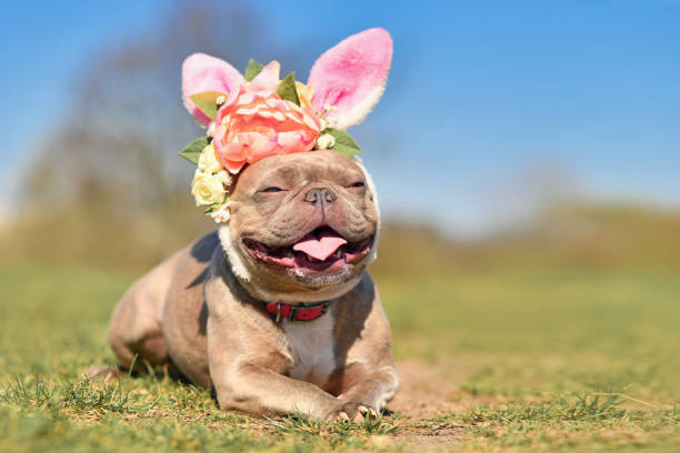 istock French Bulldog dog dressed up with Easter rabbit ears 1376106181
