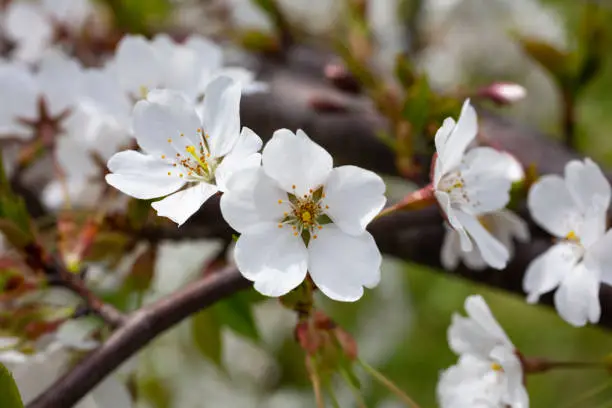 Cerasus subhirtella, also called Jugatsu-zakura belongs to the family Rosaceae White cherry blossoms, spring flower background, close-up