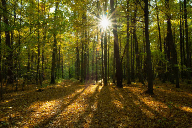 istock Sunlight and fallen leaves in the autumn forest 1376111596