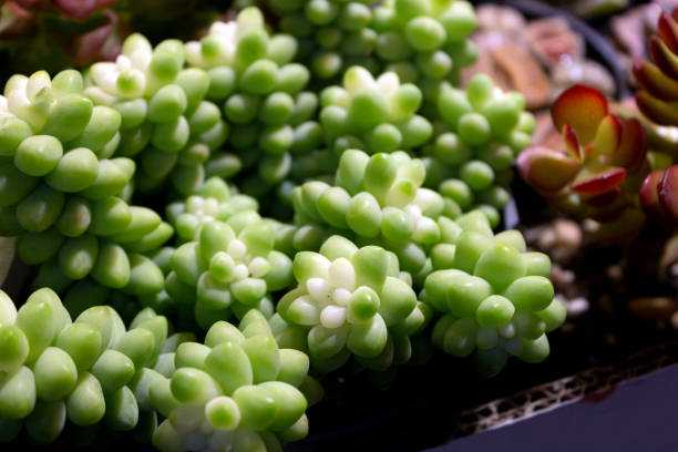istock More meat plant new jade 1376113718