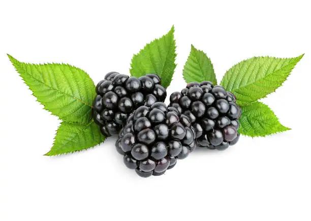 ripe blackberries with leaves on a white isolated background
