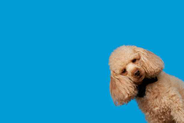 istock Cute poodle dog with festive bow on blue background. 1376124242