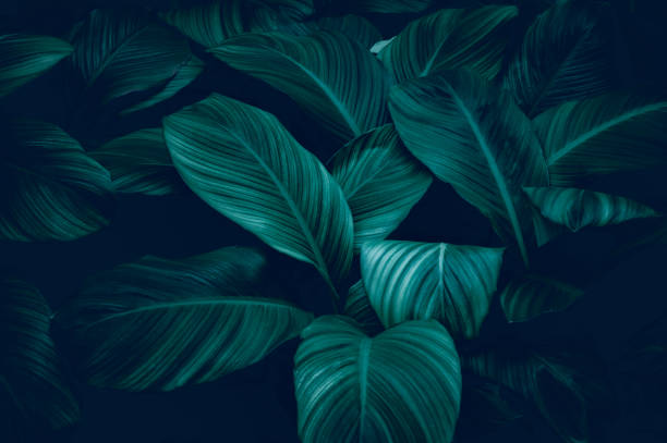 istock tropical leaves, abstract green leaves texture, nature background 1376124443
