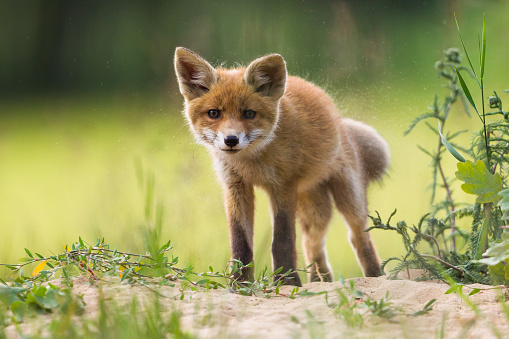 A closeup shot of a baby swift fox looking in the distance