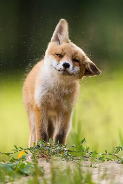 Cute little red fox (Vulpes vulpes) next to the burrow.