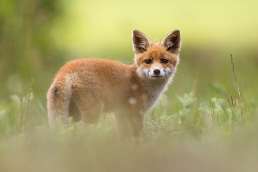 A young fox next to the burrow.