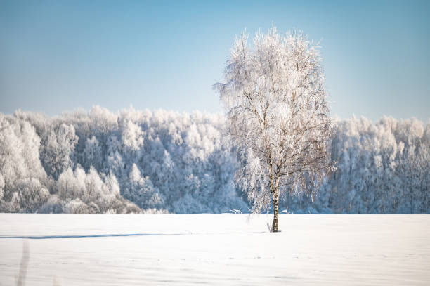 istock landscape forest frosty in winter 1376138595