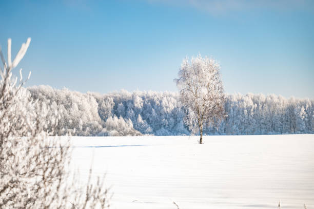 istock landscape forest frosty in winter 1376138599