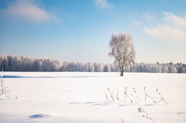 istock landscape forest frosty in winter 1376138600