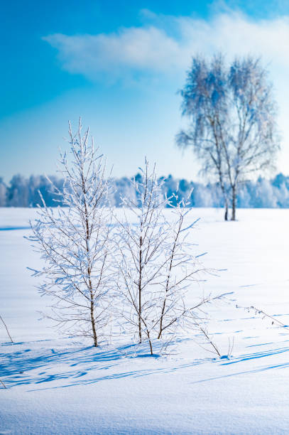 istock landscape forest frosty in winter 1376138967