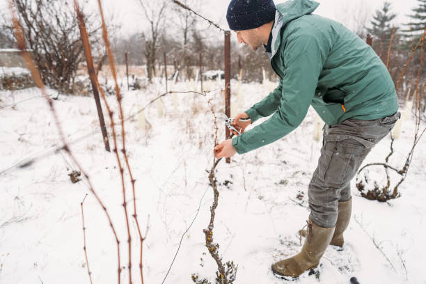 istock Man pruning a vine plant on a cold snowy day 1376142600