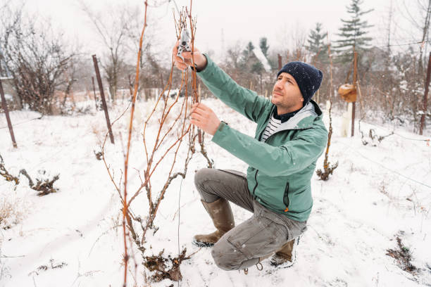 istock Man pruning a vine plant on a cold snowy day 1376142603