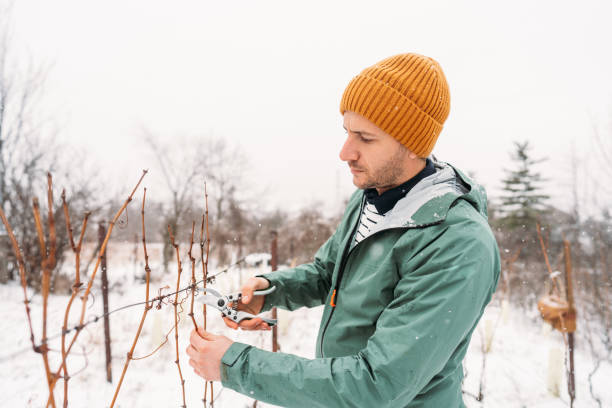 istock Working in my vineyard on a cold snowy day 1376143721