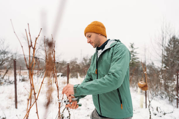 istock Man recovering his vineyard on a cold snowy day 1376143759