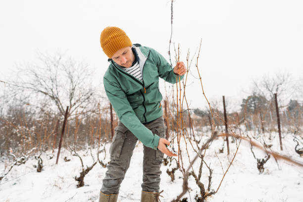 istock Man recovering his vineyard on a cold snowy day 1376143778