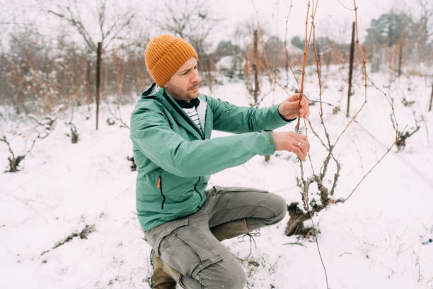 istock Working in my vineyard on a cold snowy day 1376144371