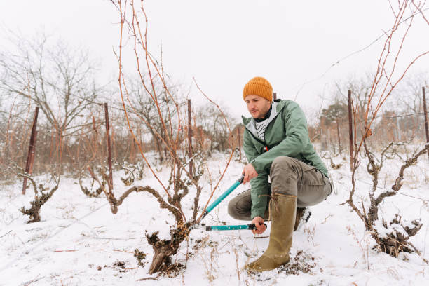 Recovering vine plants in my vineyard